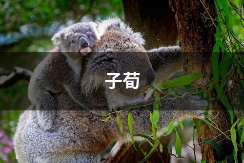 子荀