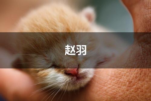 赵羽