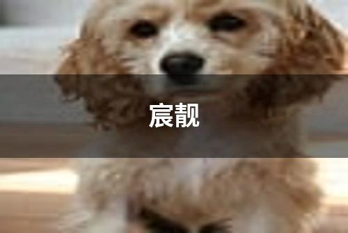 宸靓